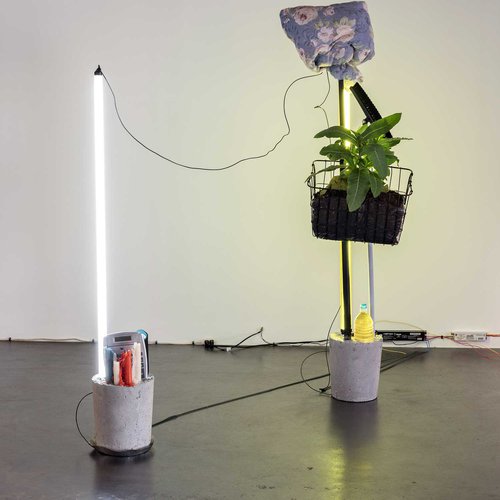 Mixed media installation with live plant.