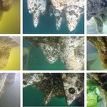 Underwater views of ecological substrate prototypes, with marine invertebrate habitats