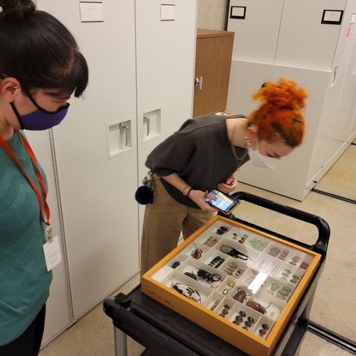 A student and researcher look at a case filled with different specimens of beetles.