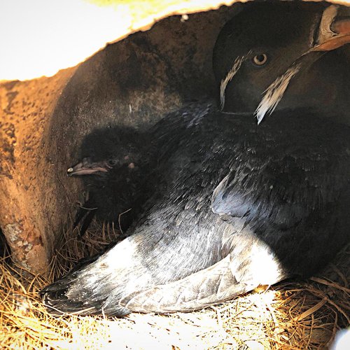 A Rhinoceros Auklet adult and chick in a ceramic nesting site.