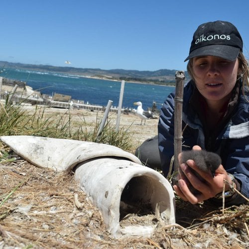 Emily Coletta from Oikonos holding a Cassin's Auklet chick in front of a ceramic nest prototype.