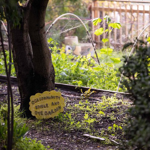 Tucked on the Oakland campus, the CCA Community Edible and Dye Garden is a hybrid space for students to explore stewardship, urban farming, and plant-based dye production.
