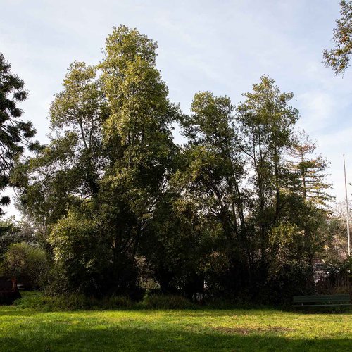 Surrounded by redwoods, Macky Lawn is a spot for recreation and artmaking.