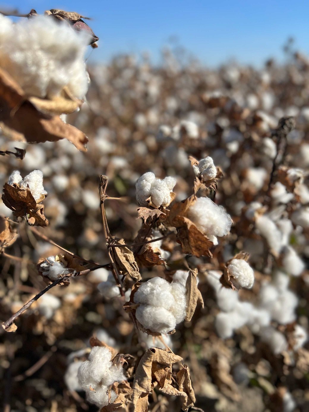 Dried Cotton Plants