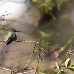 A hummingbird sitting on a branch.