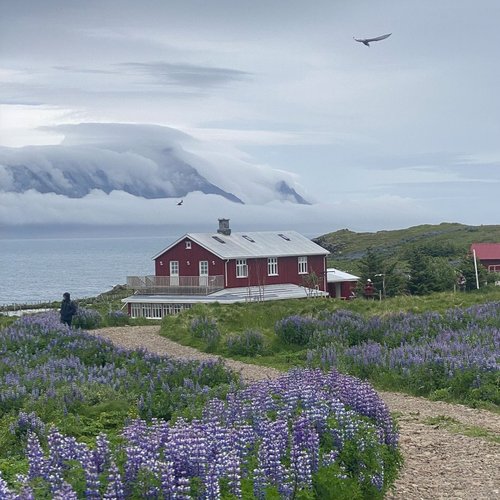 On the edge of a fjord, the Skálanes Field Station provides a perfect setting to study the region’s nordic summer plant and animal life.